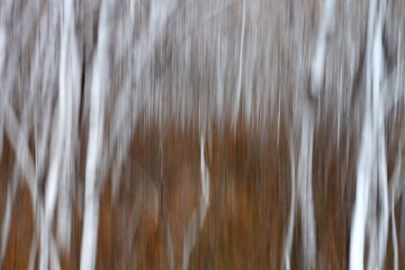 2020/366/108 Aspen Dream #1