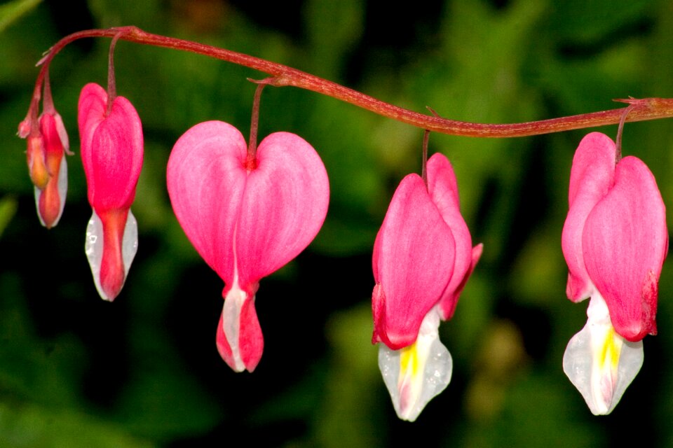 Macro lamprocapnos spectabilis marie heart
