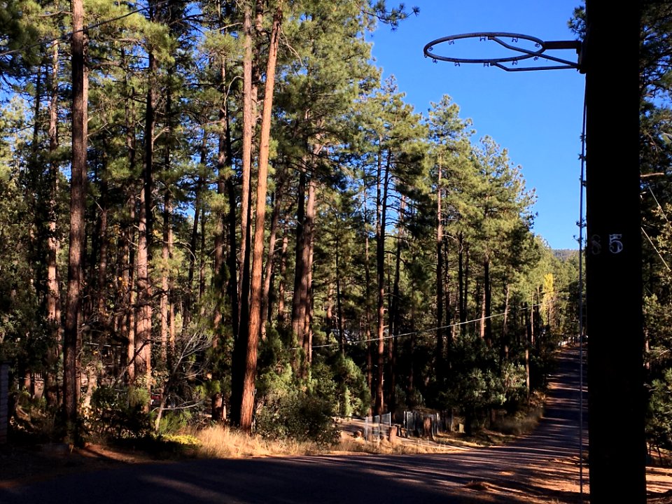 Hoop in the Woods