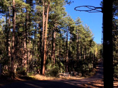 Hoop in the Woods