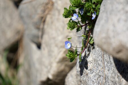 Wall blue flower