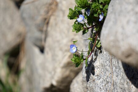 Wall blue flower photo