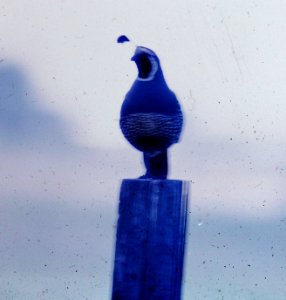 Quail on a Post
