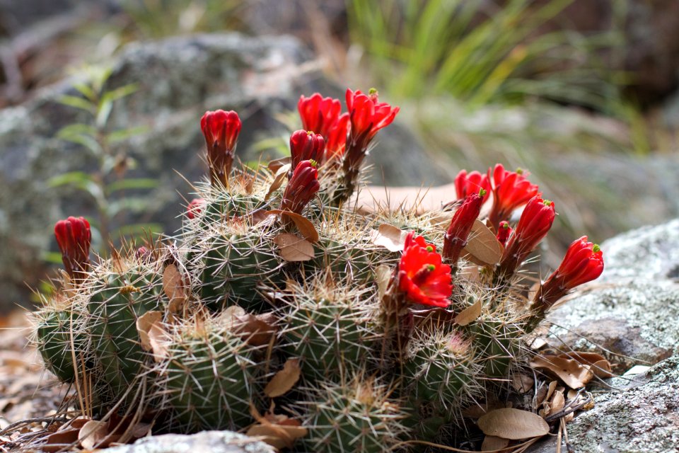 The Surprise Cactus