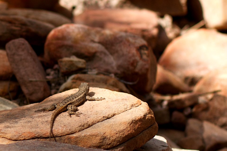 One Small Step for Lizard, One Great Leap for Lizardkind