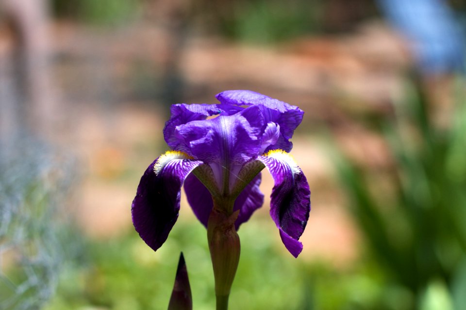 First Iris Opening