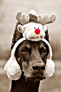 Doberman dog christmas