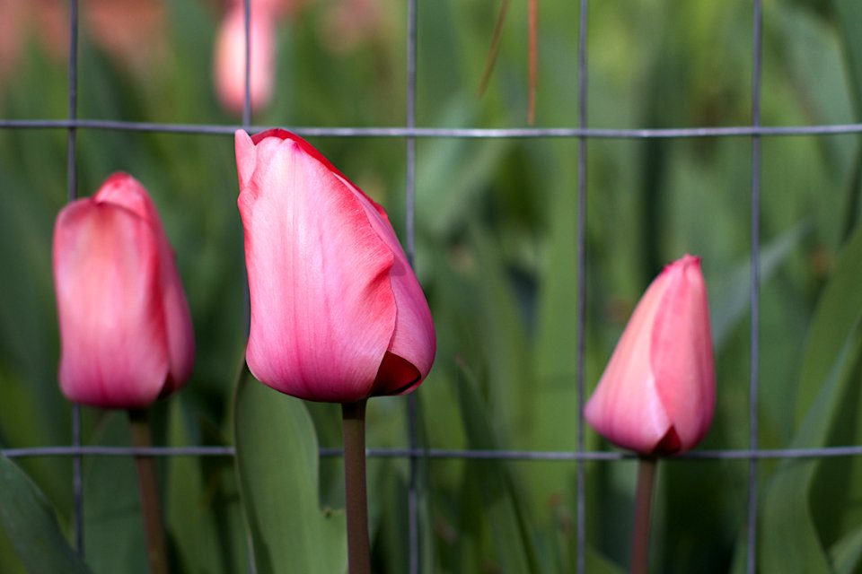 My Three Tulips