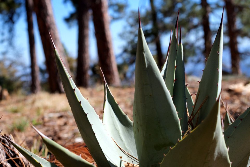 Agaves on the Mogollon Rom