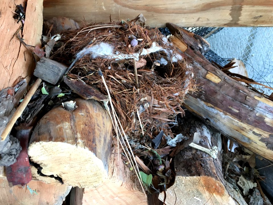 Something Made a Home in the Woodpile