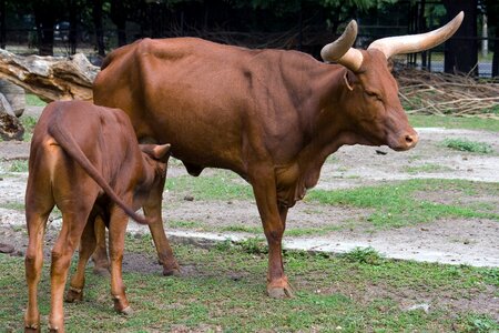 Calf suckle young animal