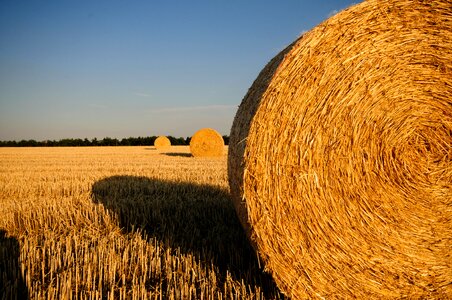 Straw field harvested