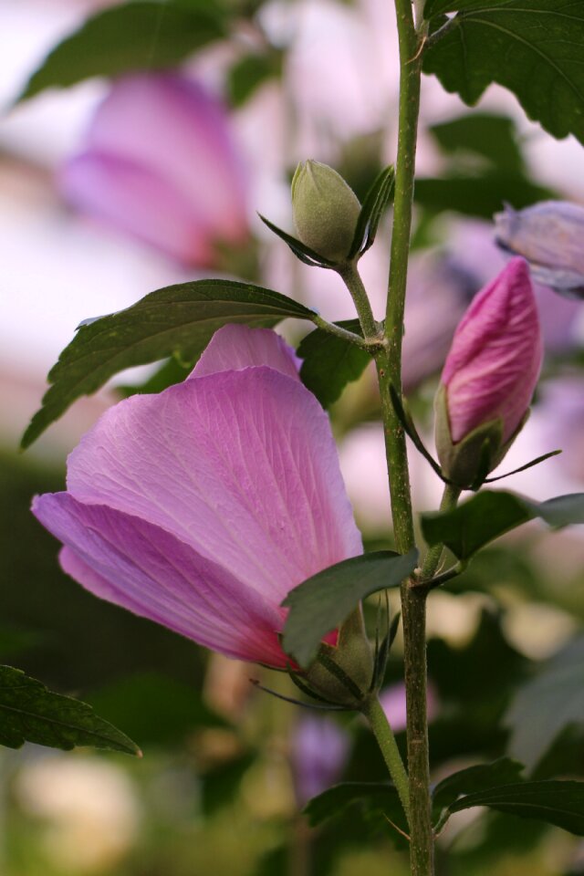 Fragile spring petals
