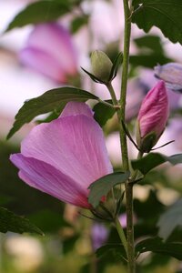 Fragile spring petals