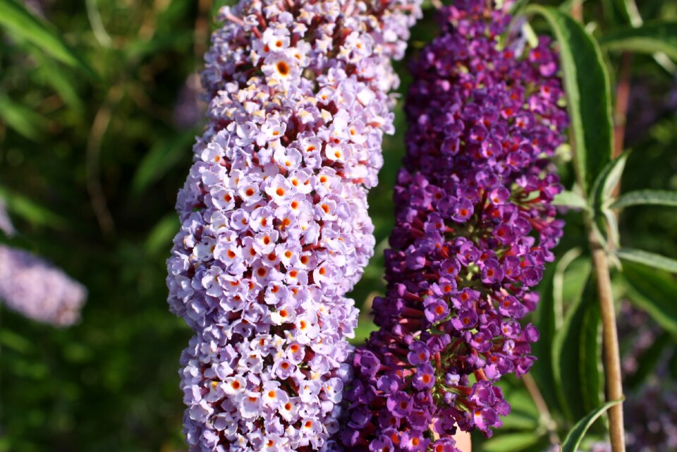 Bloom purple flower