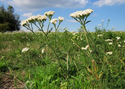Botany wildflower flora