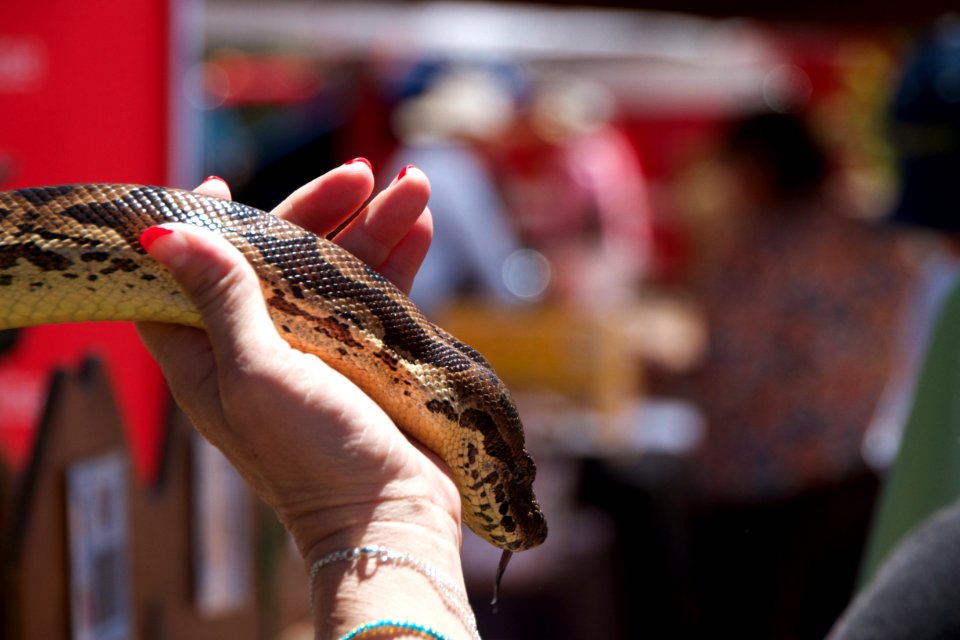 A Snake in the Hand is Worth...