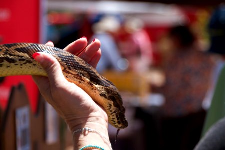 A Snake in the Hand is Worth...