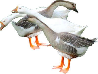 geese photo