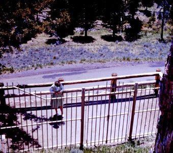 Patty Strait at Petrified Tree, Yellowstone Ntl. Park