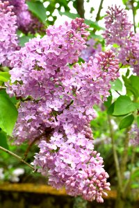 Lilac plant photo
