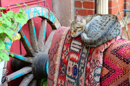 Wood cart sleep