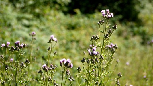 Creeping Thistle