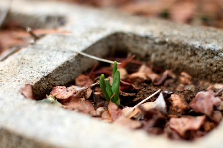 I Spy a Daffodil photo