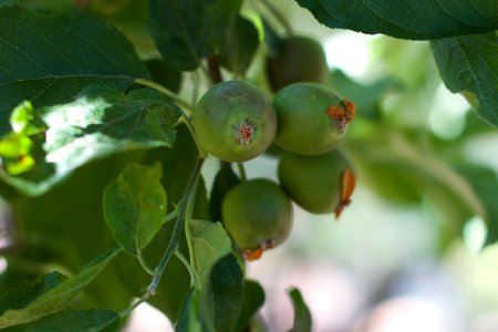 Apples Are Coming