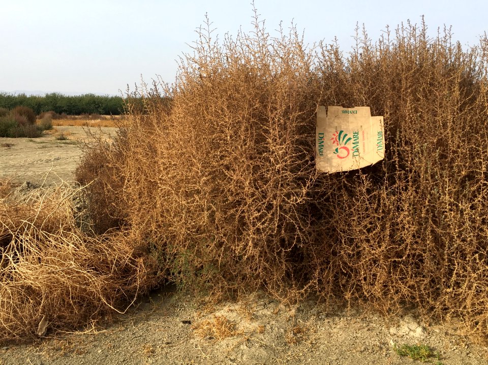 Enjoying the Natural California Central Valley Nature Scenery