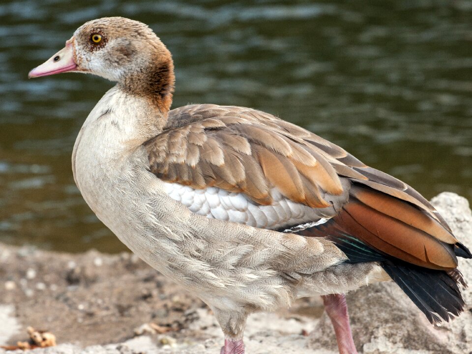 Nilgans widgans river