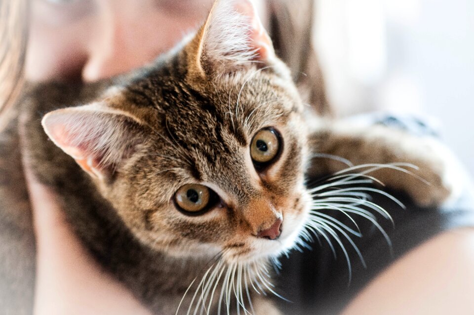 Animal domestic cat dear