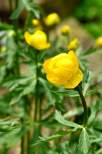 Yellow plant photo