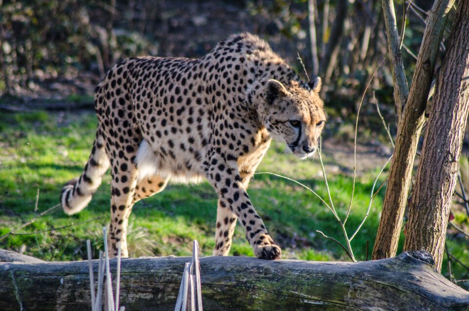Nature felines feline