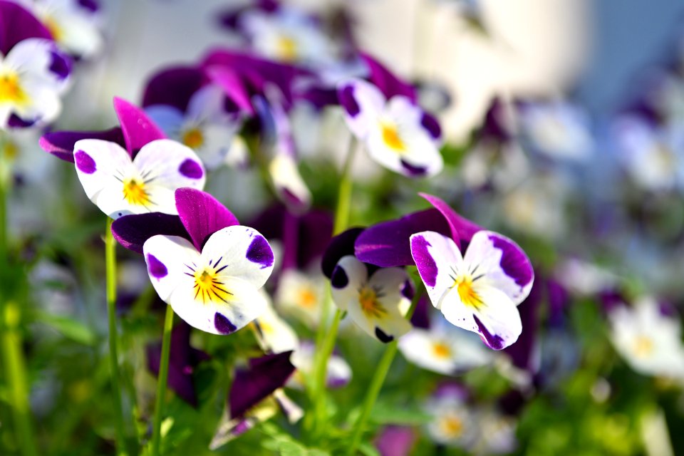Pansies