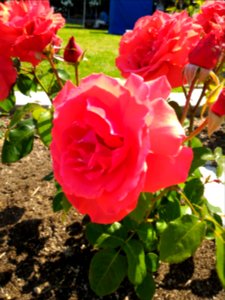 Roses photo