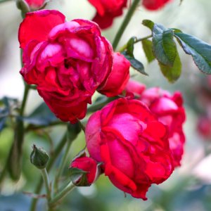 Rosy Rose