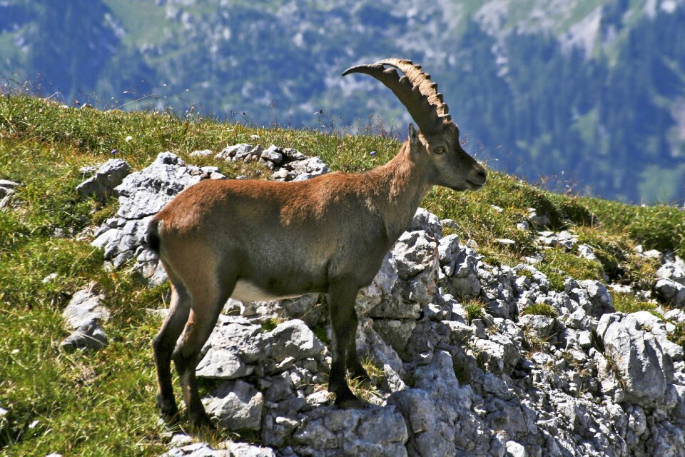 Alpine ibex horns animal