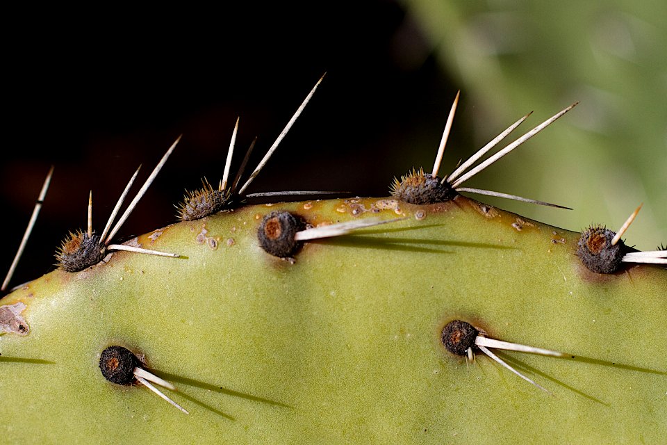Little Spikers