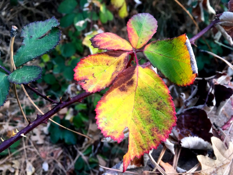 Wild Colored Wild Berry Leaves