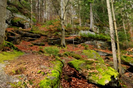 Mountain forest photo