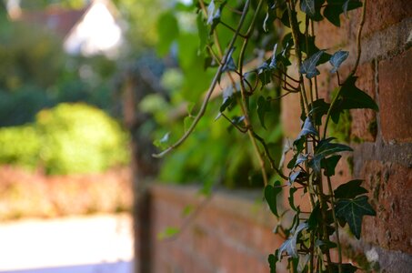 Plant nature garden