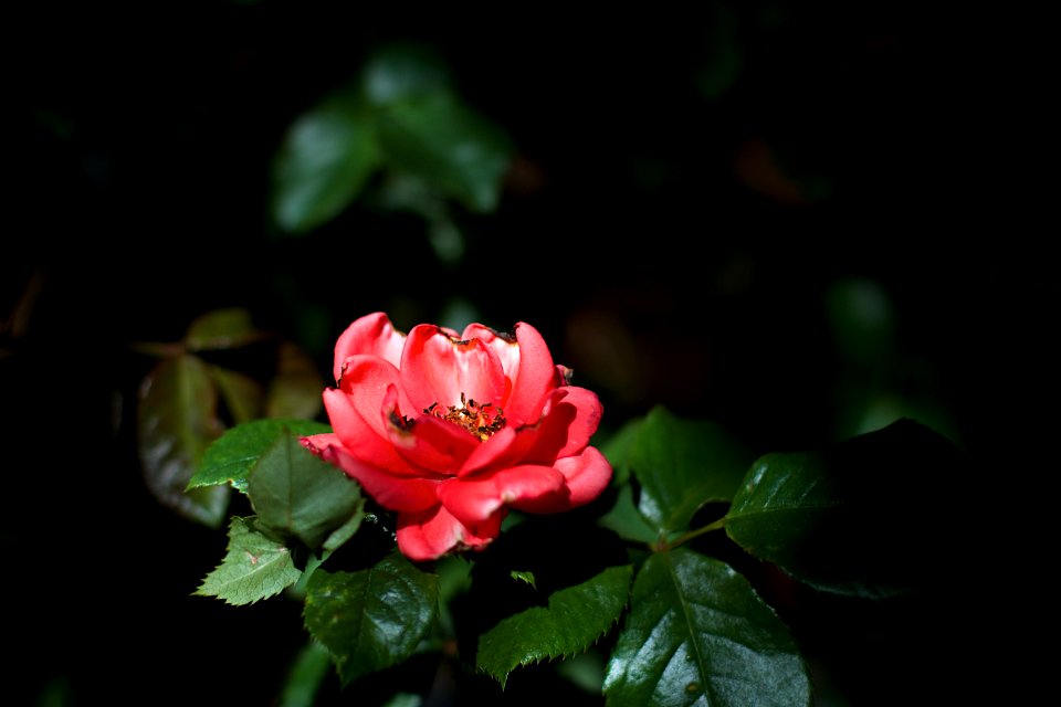 Opening [Rose] Day