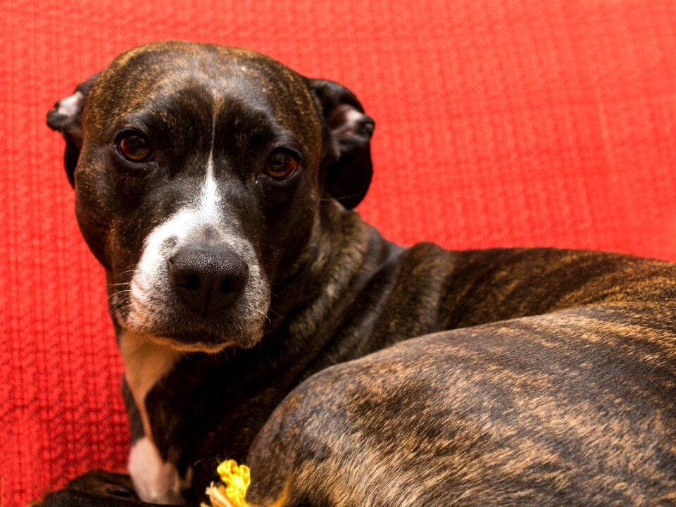 Portrait amstaff mood