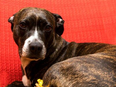 Portrait amstaff mood