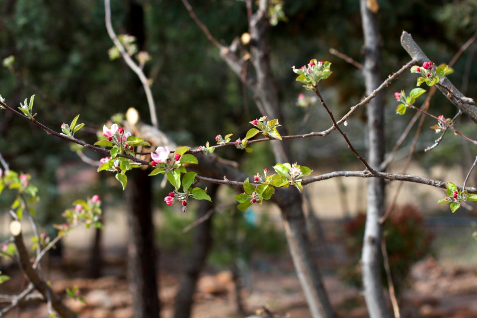 Apple Tree Blossoms