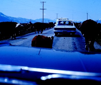 Cattle Traffic Jam (2) photo