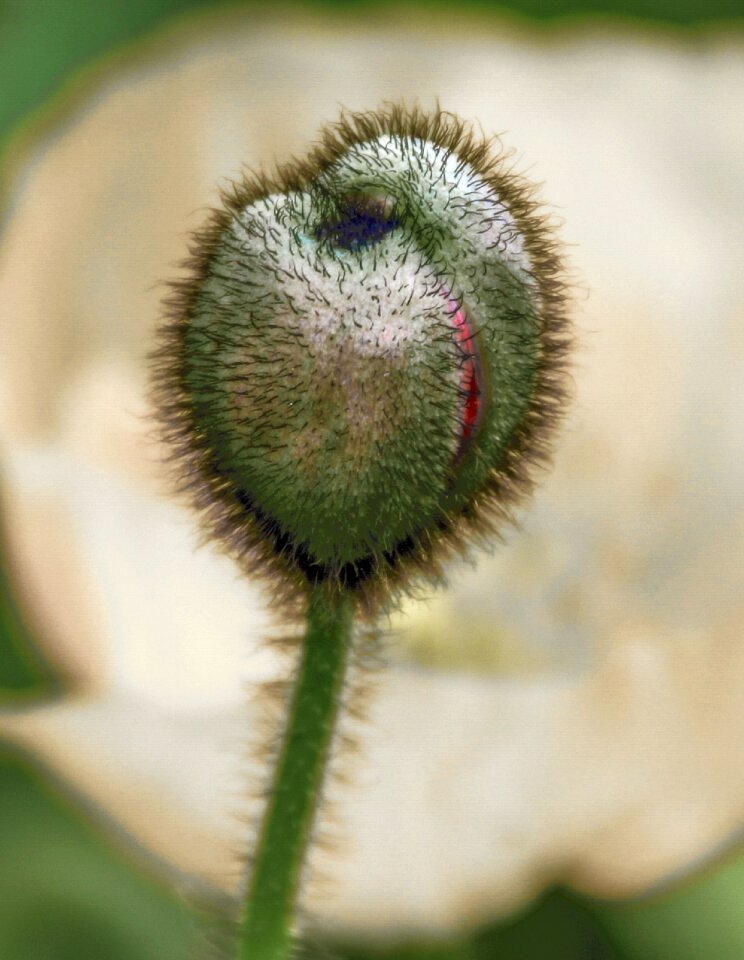 Poppy flower close up