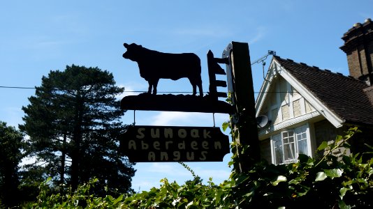 Sunoak Aberdeen Angus