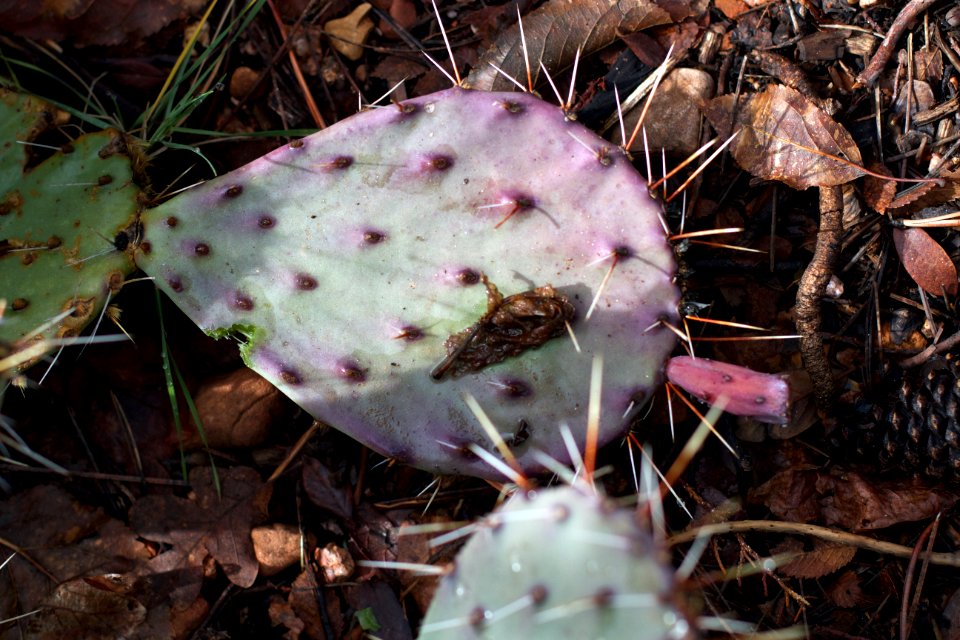 CACTUS PAD DOWN IN SECTOR 5